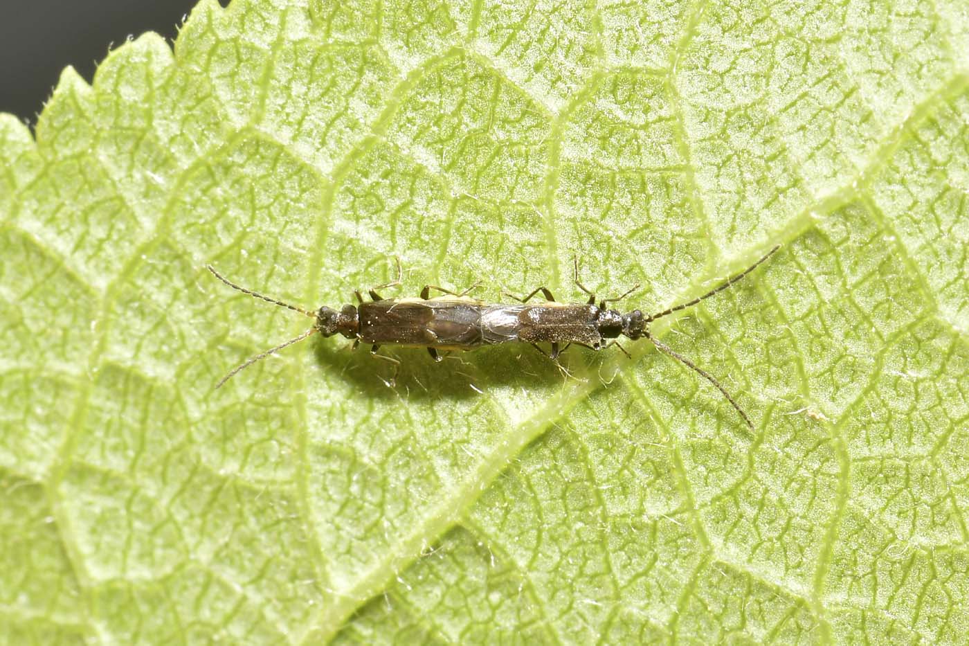 Cantharidae: Malthodes parthenias? S